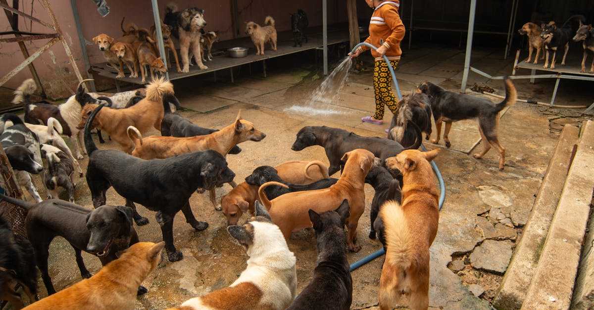アニマルレスキュー活動の風景