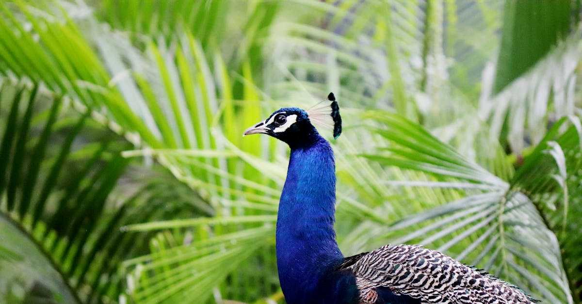 ドードーとモーリシャスの自然