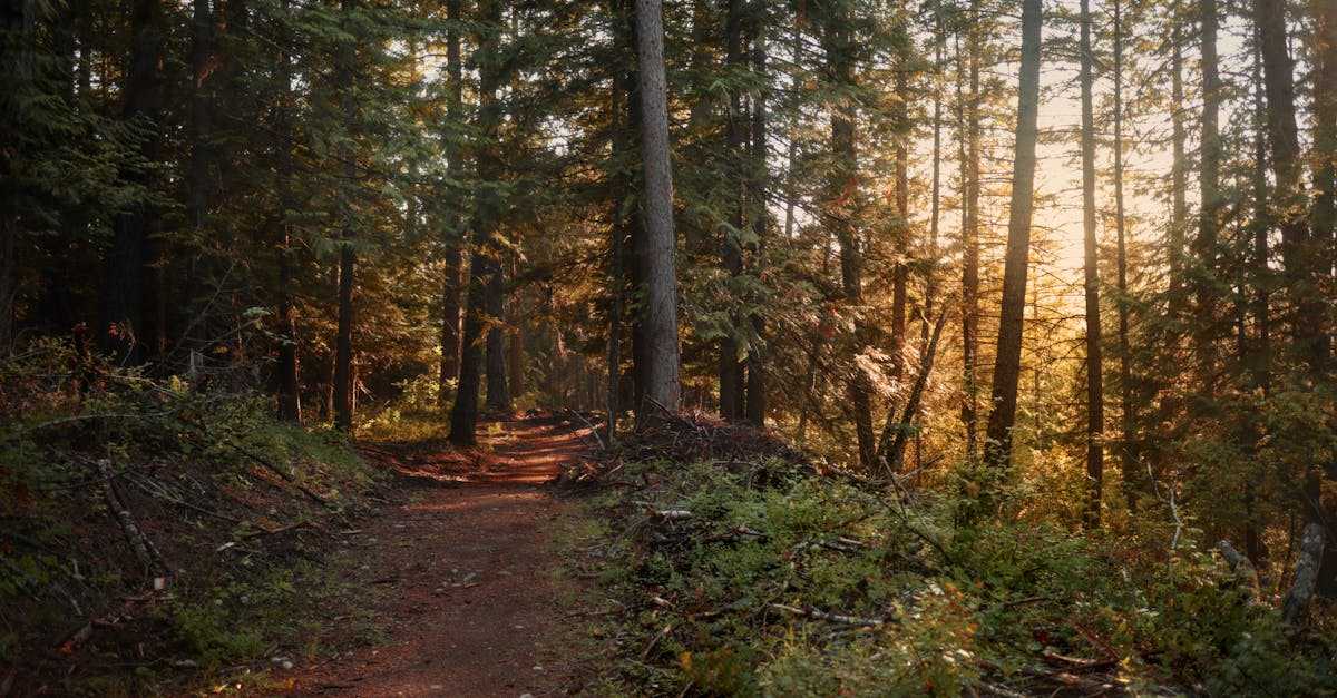 森の中の柔らかな光の道のイメージ