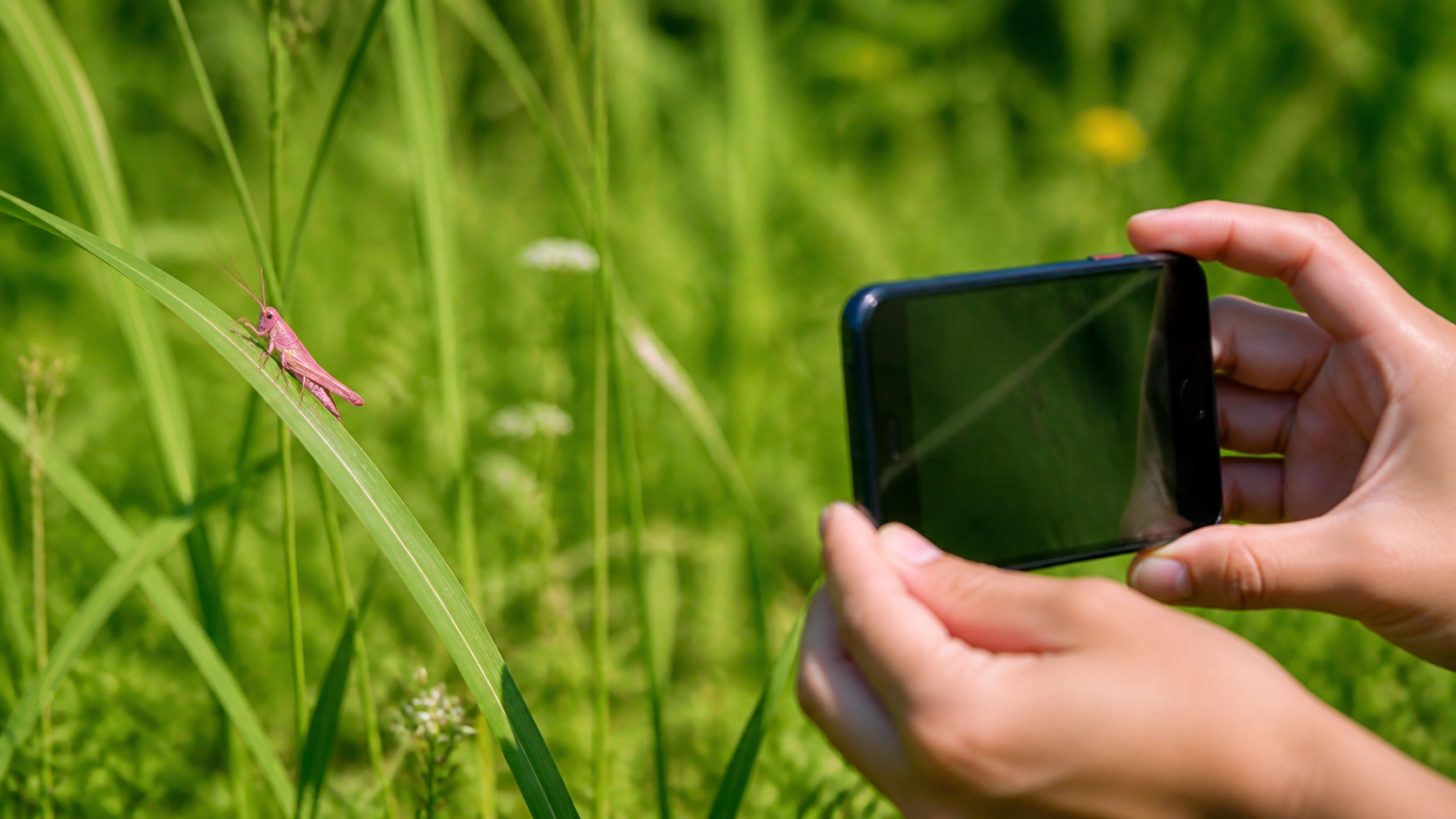 ピンクのバッタを草むらでスマートフォン撮影する様子
